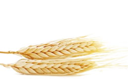 Экстракт зародышей пшеницы